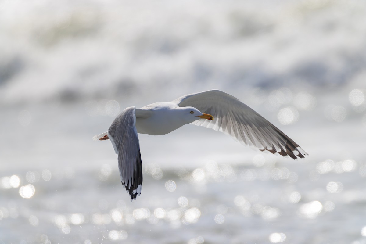 Ring-billed Gull - ML616366225