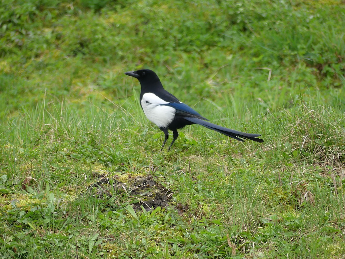 Eurasian Magpie - ML616366226