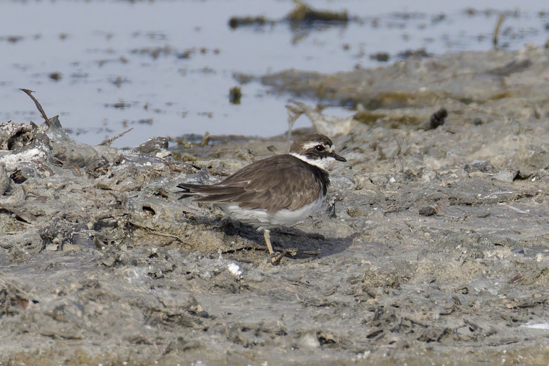 Common Ringed Plover - Ted Burkett