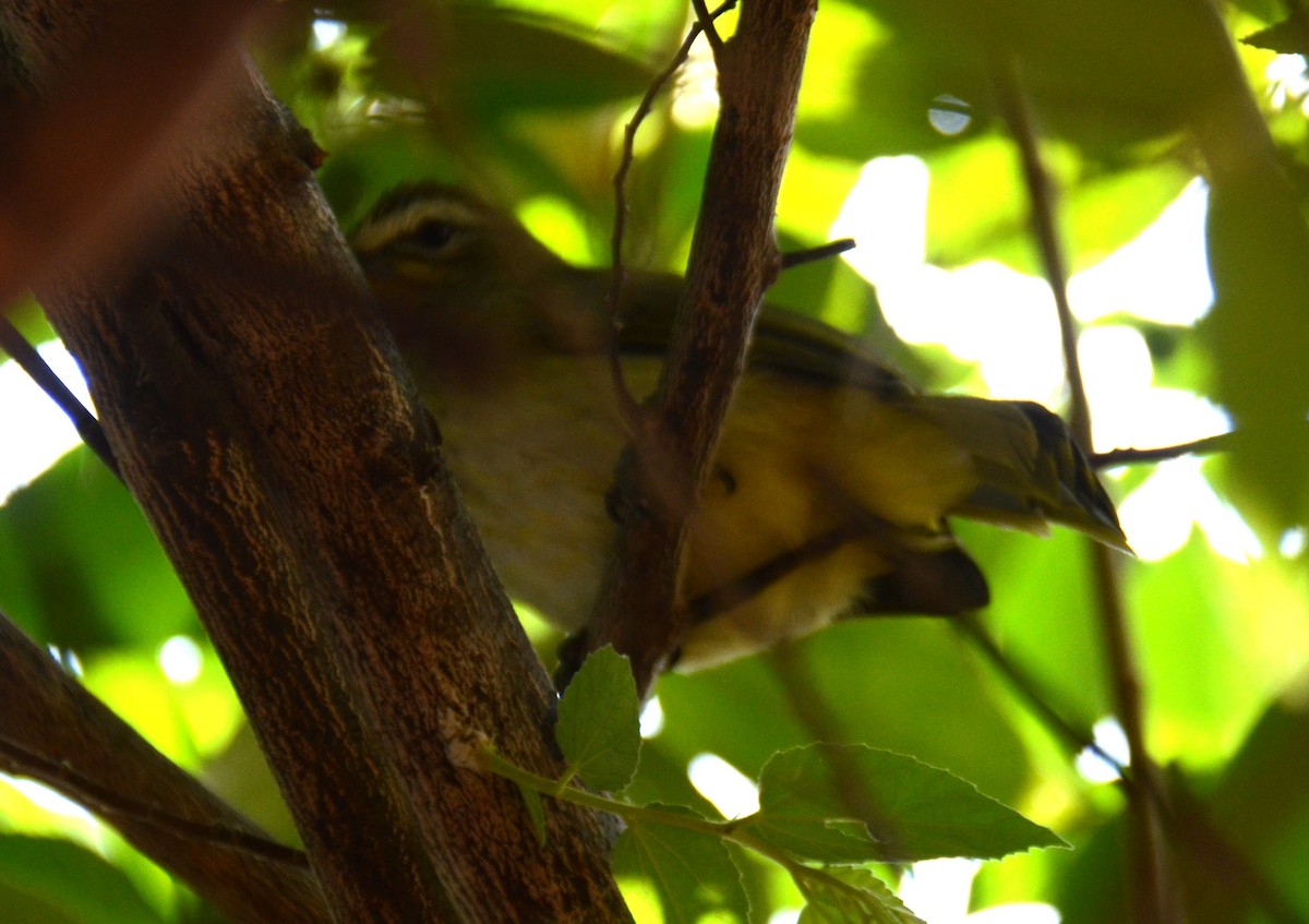 White-browed Bulbul - ML616366259