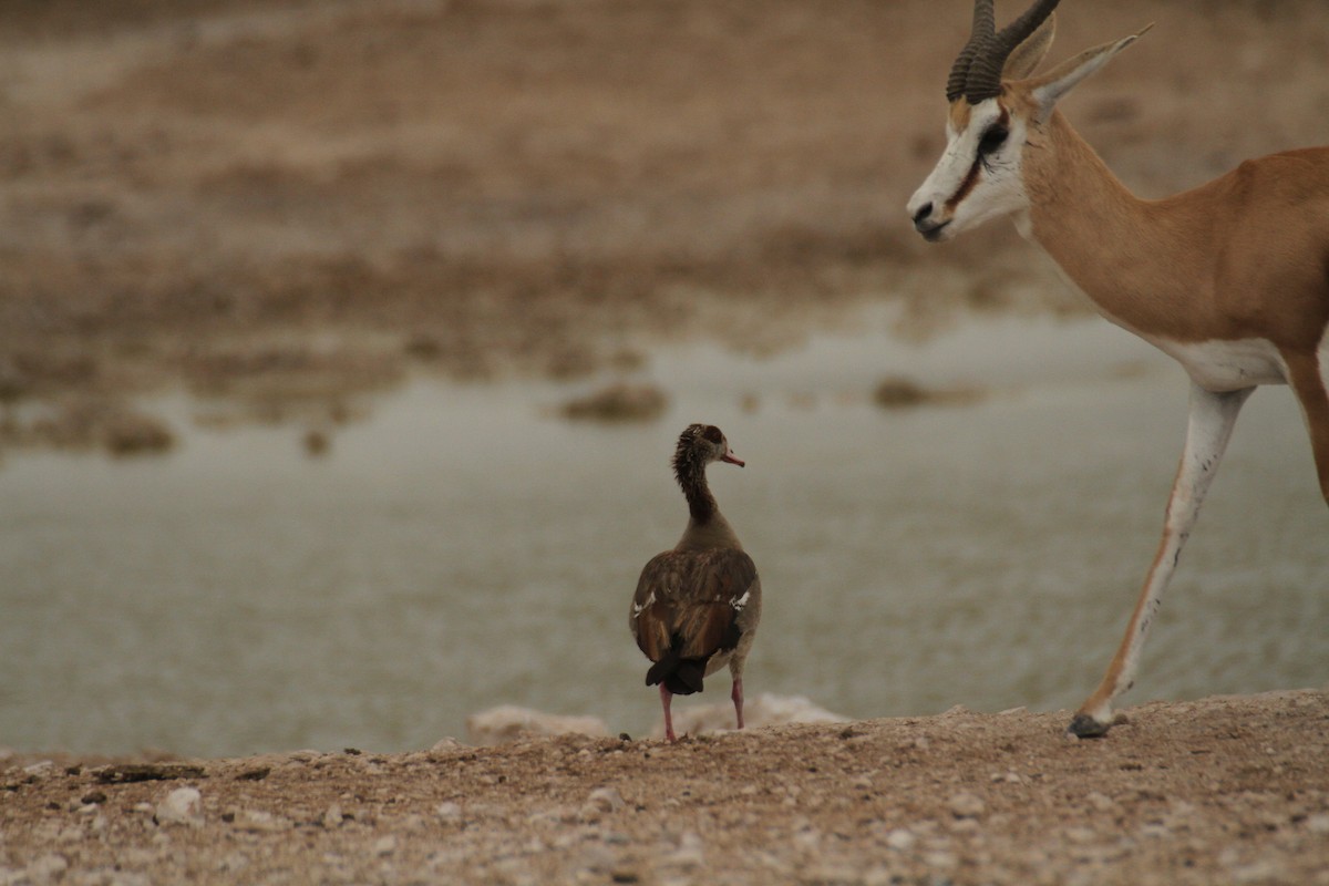 Egyptian Goose - Adrien Pajot