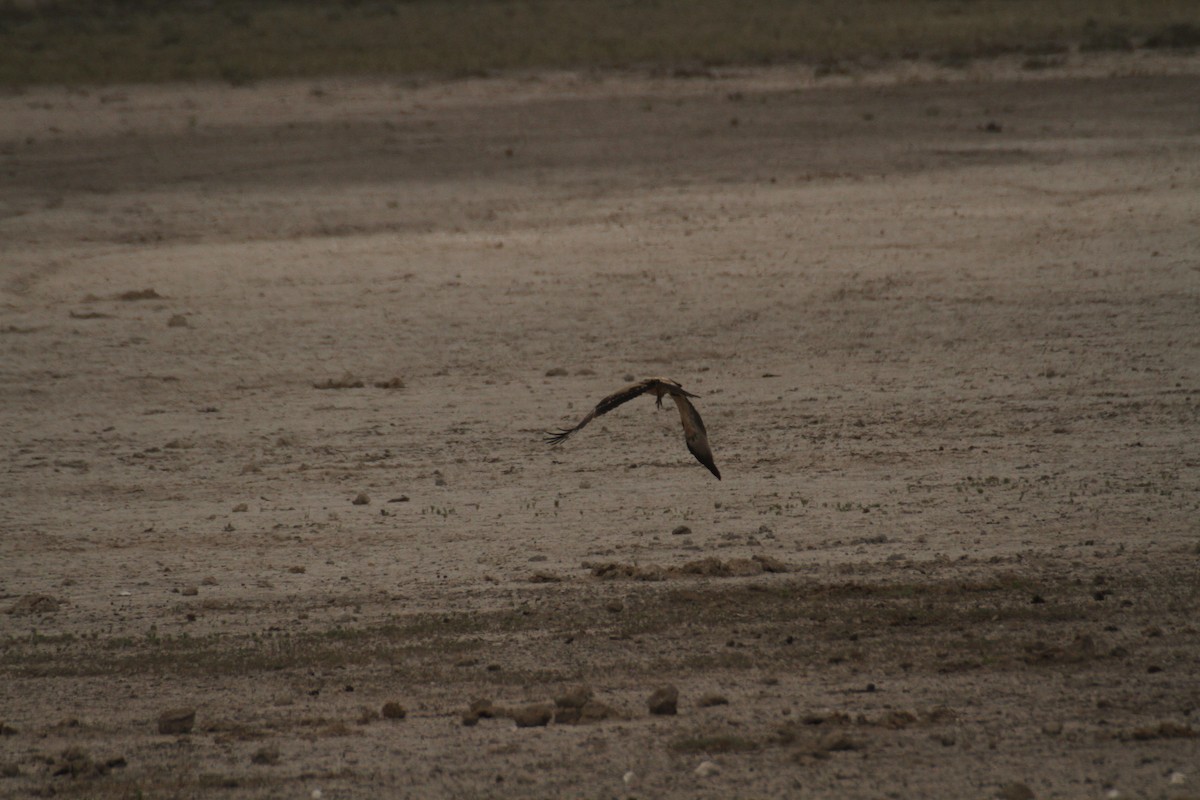 Tawny Eagle - ML616366300