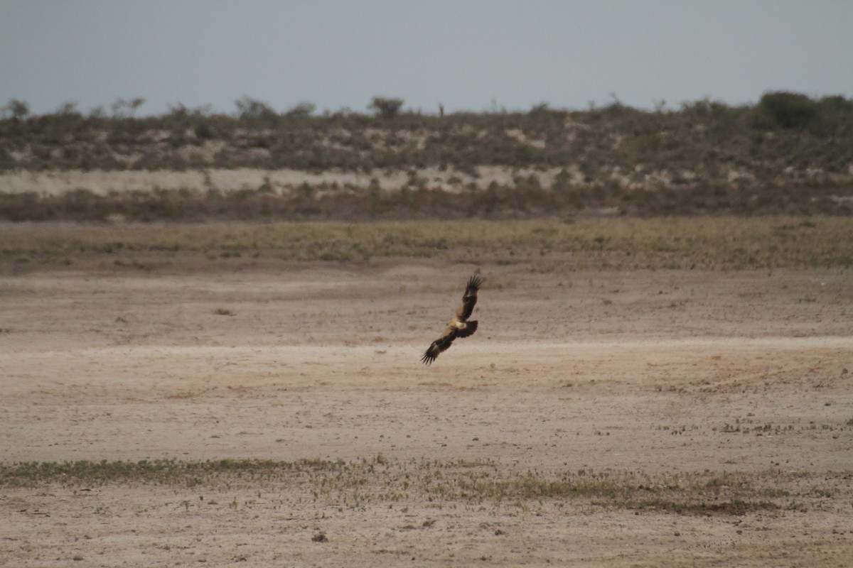 Tawny Eagle - ML616366303