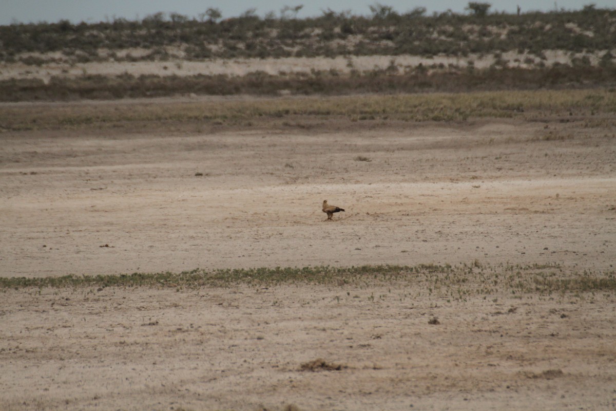 Tawny Eagle - ML616366305