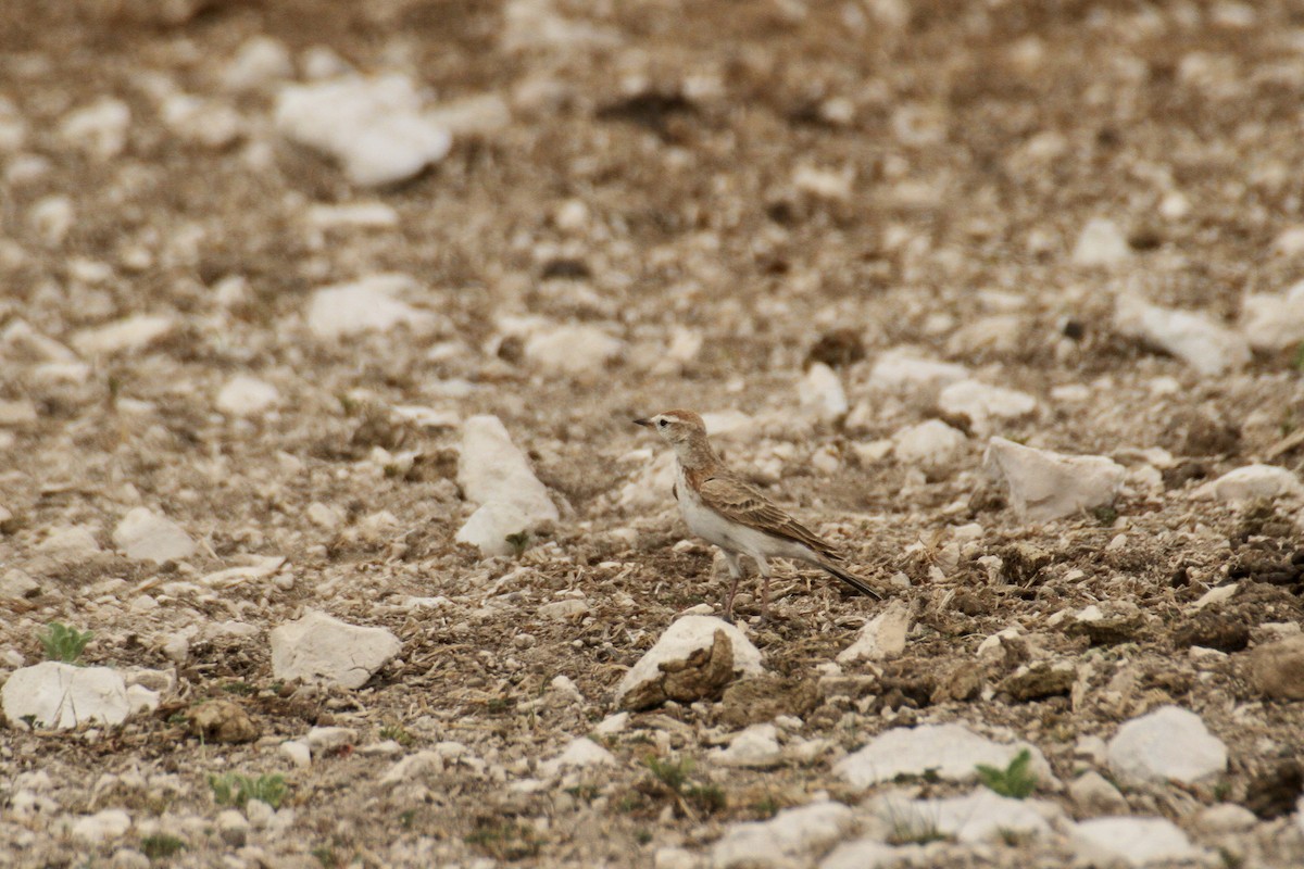 Red-capped Lark - ML616366313