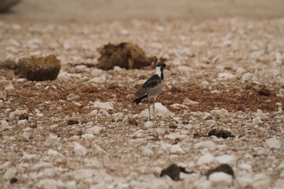 Blacksmith Lapwing - ML616366326