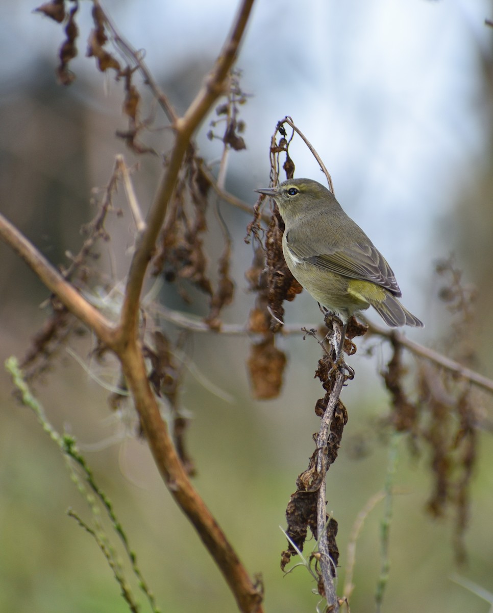 Orange-crowned Warbler - ML616366348