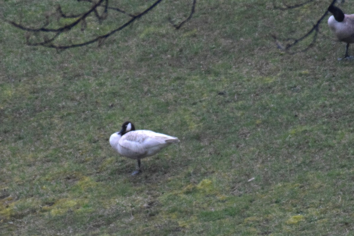 Canada Goose - ML616366358