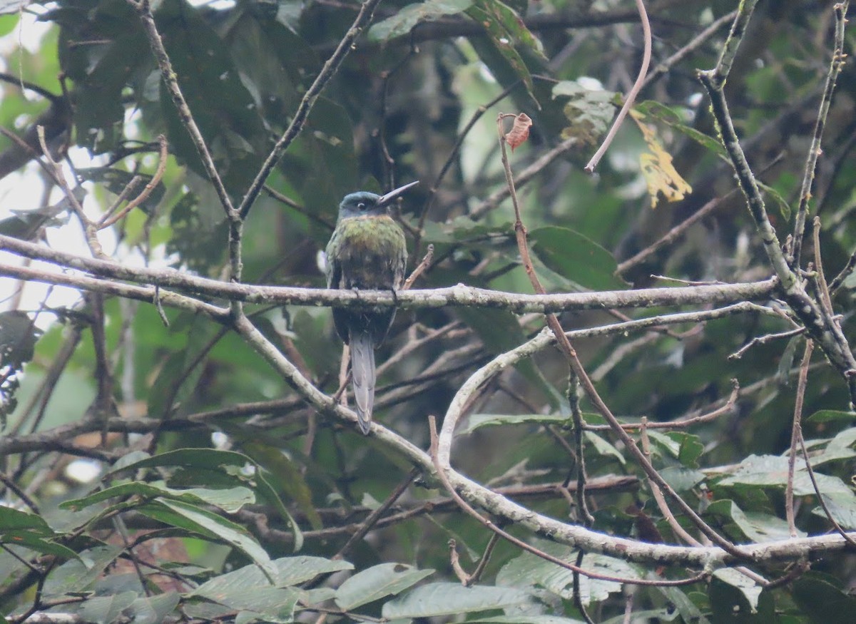 Jacamar violacé - ML616366363