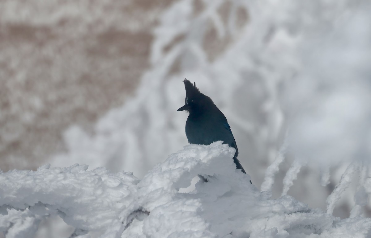 Steller's Jay - ML616366370