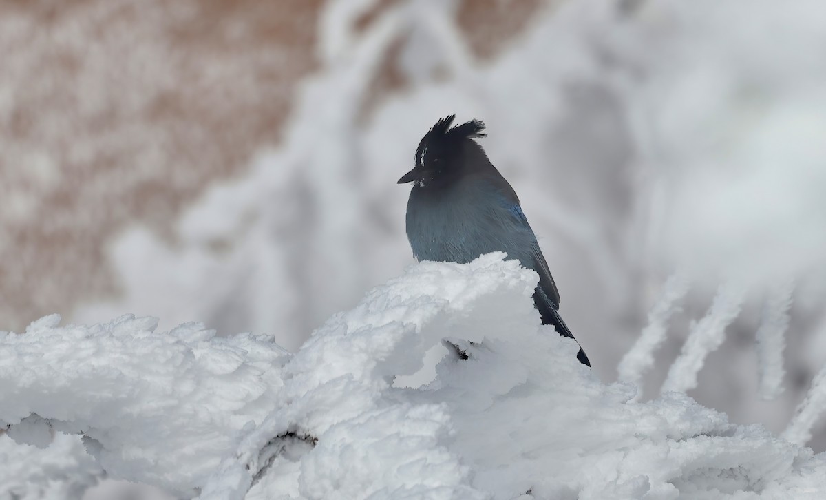 Steller's Jay - ML616366376