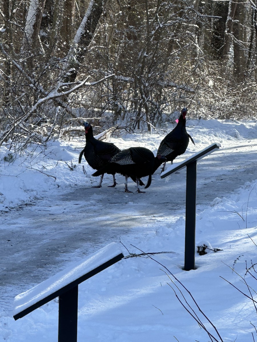 Wild Turkey - ML616366379