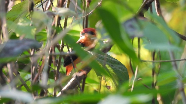 Black-backed Dwarf-Kingfisher - ML616366388