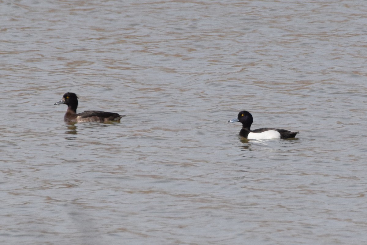 Tufted Duck - Andy Zhang