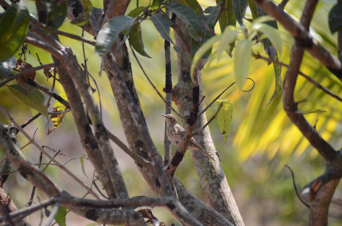 Tree Pipit - ML616366404