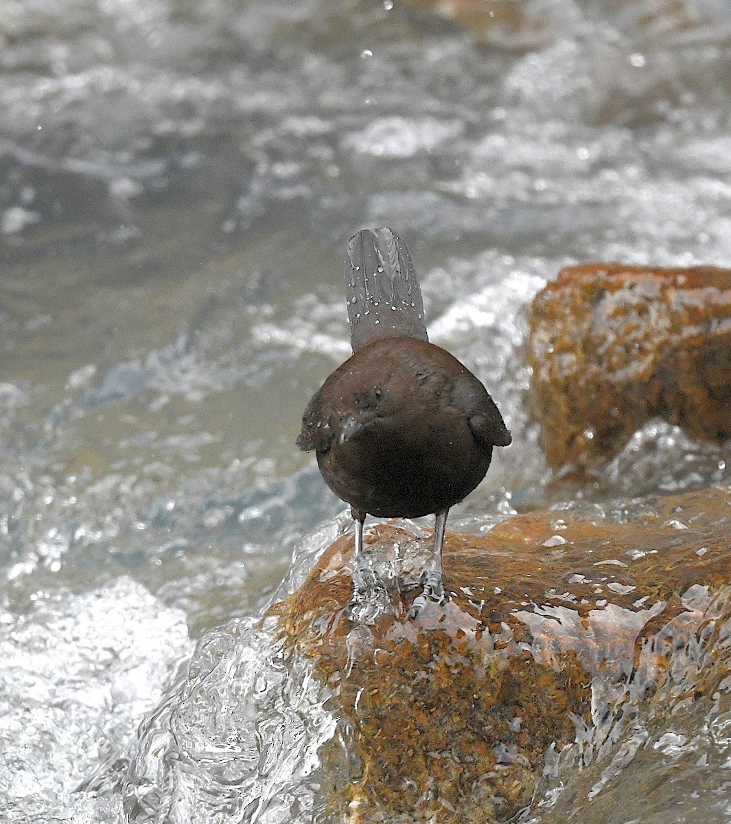 Brown Dipper - ML616366420