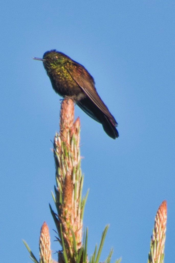 kolibřík perijský - ML616366471