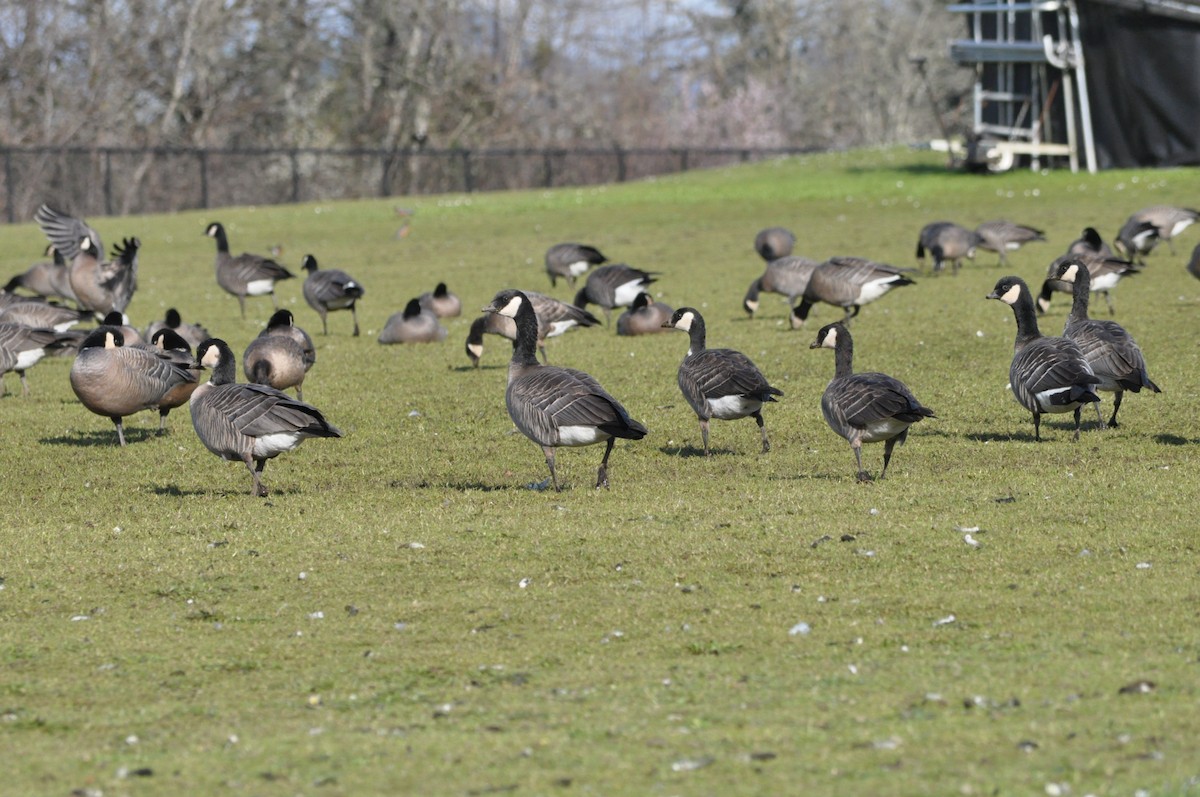 Branta kanadar txikia - ML616366492