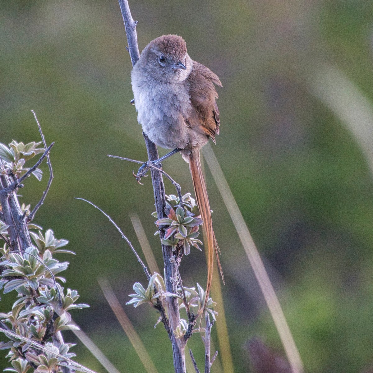 Perija Thistletail - ML616366502