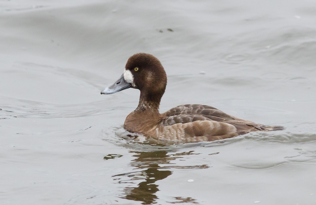 Greater Scaup - ML616366529