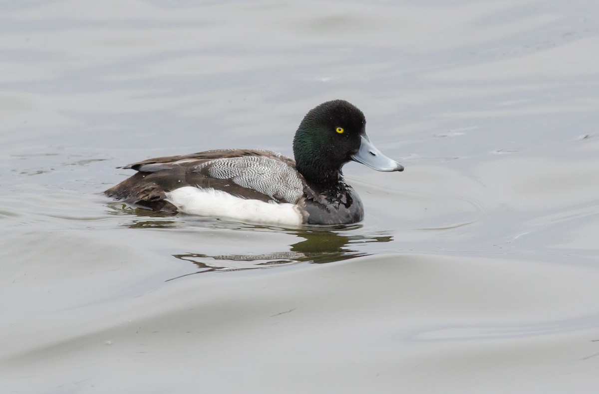 Greater Scaup - ML616366566