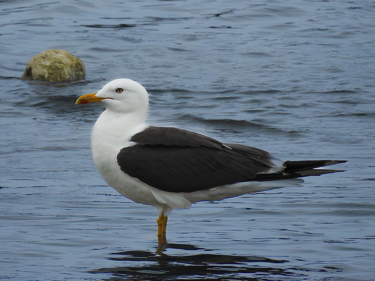Lesser Black-backed Gull (fuscus) - ML616366600