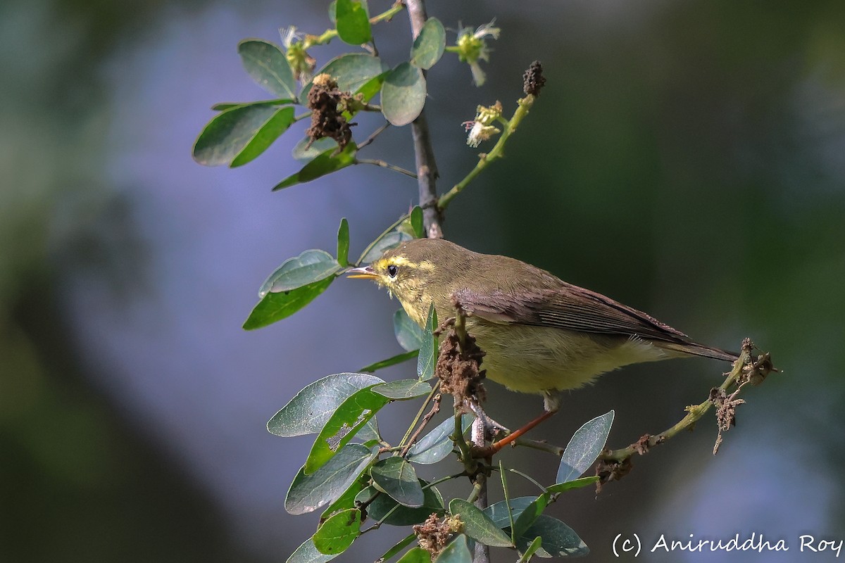 Tickell's Leaf Warbler - Aniruddha  Roy