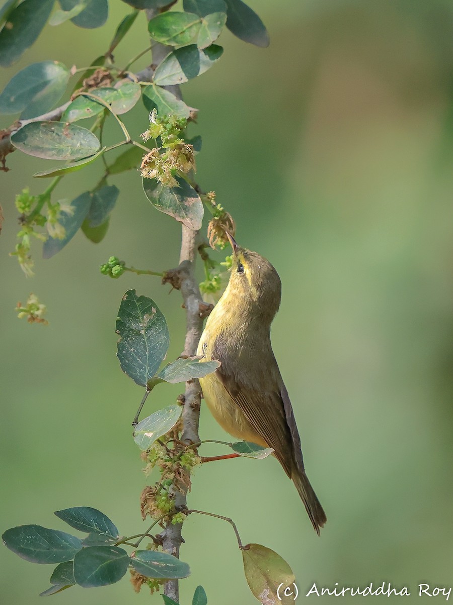 Mosquitero de Tickell/de Quinghai - ML616366624