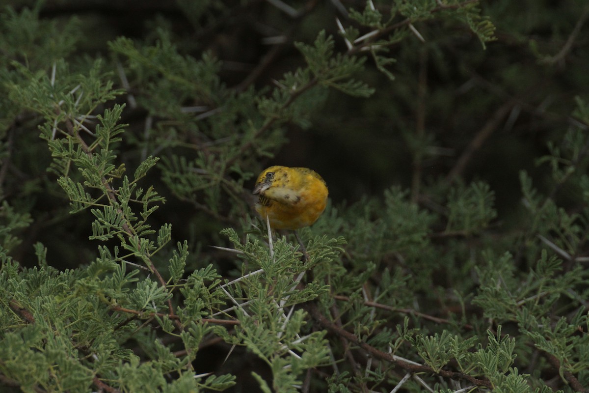 småmaskevever - ML616366754