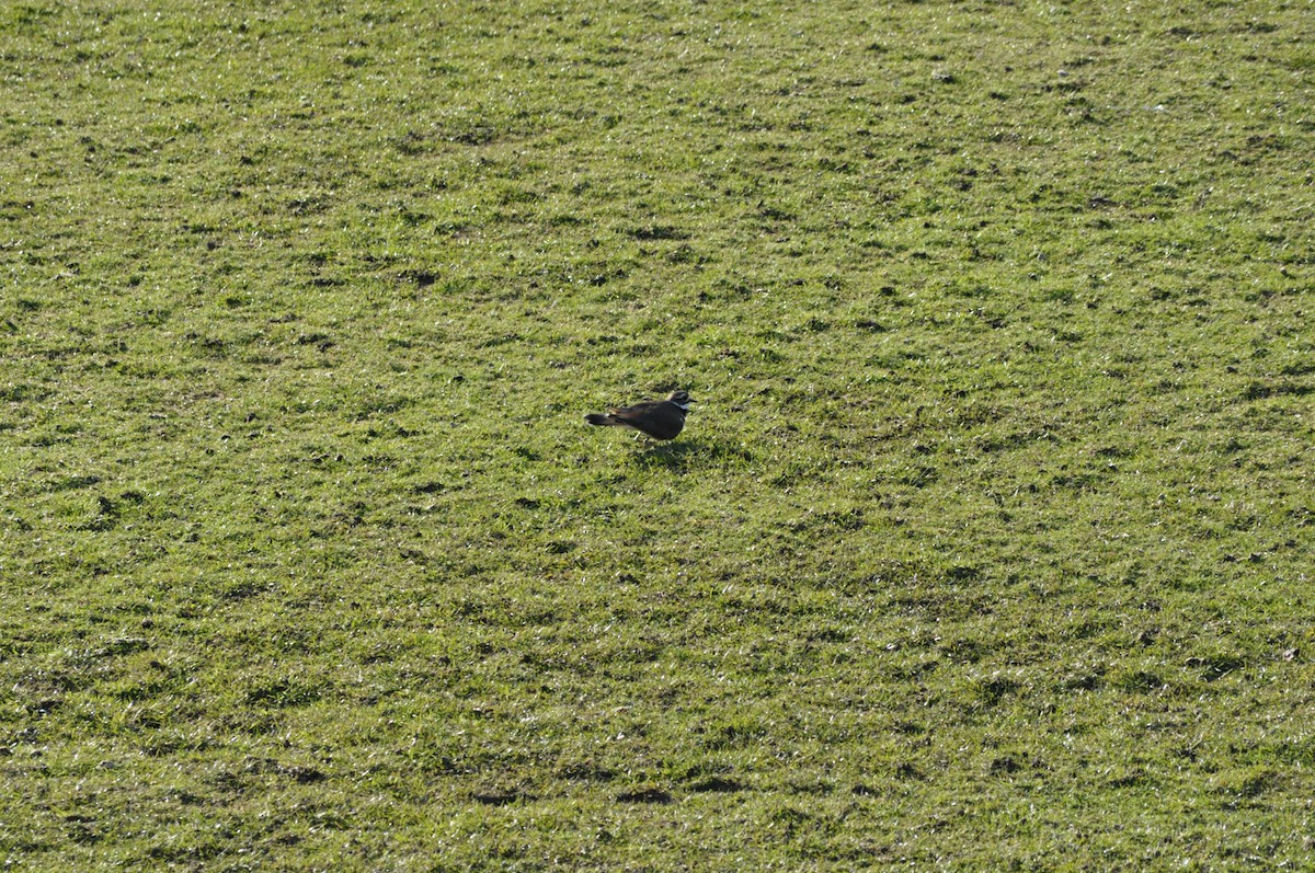 Killdeer - ML616366782