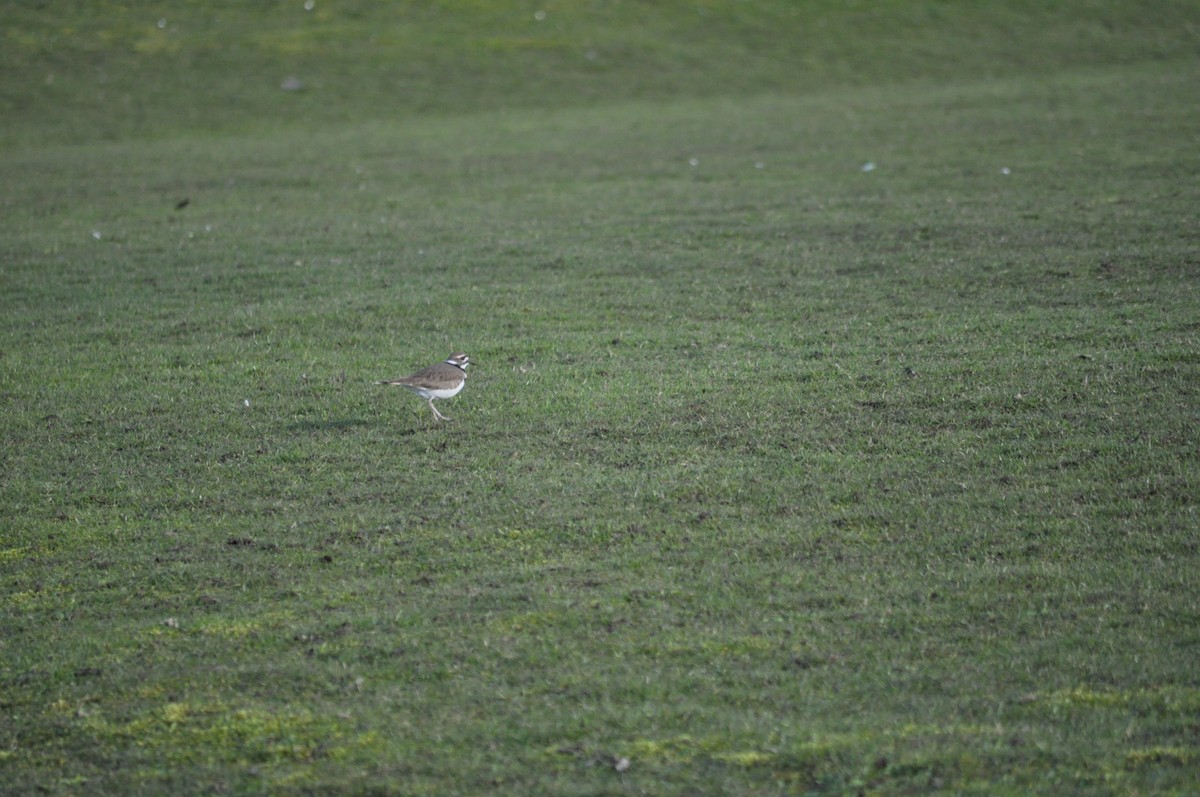 Killdeer - ML616366783