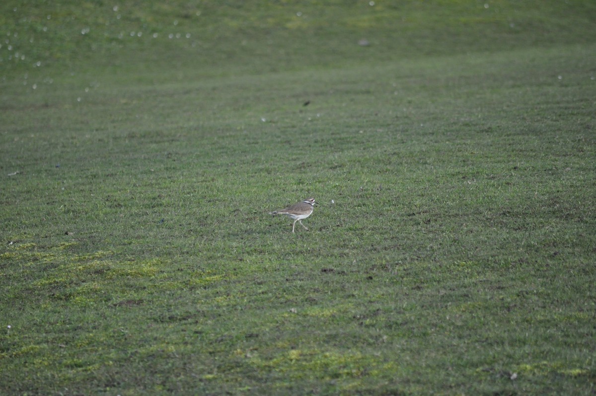 Killdeer - ML616366784
