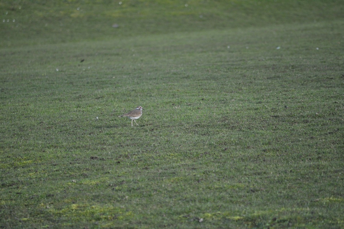 Killdeer - ML616366785