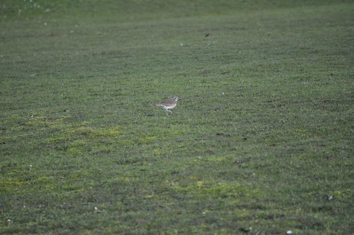Killdeer - ML616366786