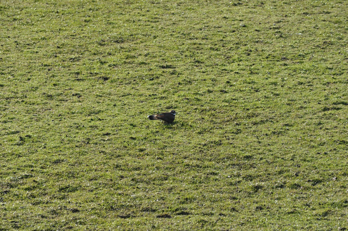 Killdeer - ML616366787