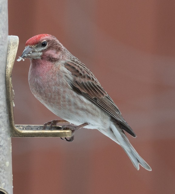 Cassin's Finch - ML616366873