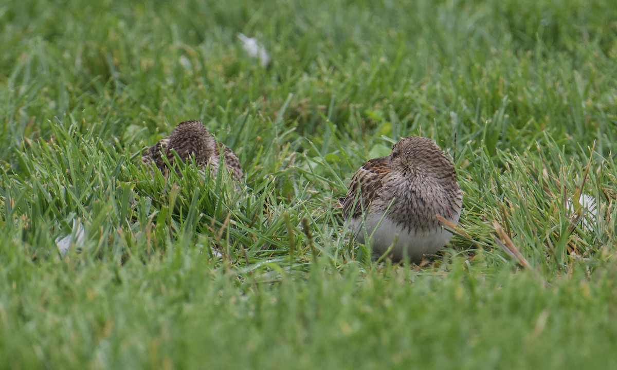 Graubrust-Strandläufer - ML616366887