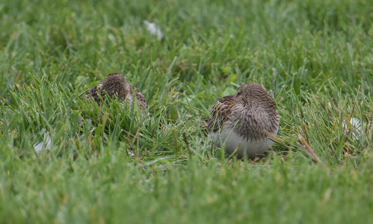 Pectoral Sandpiper - ML616366887