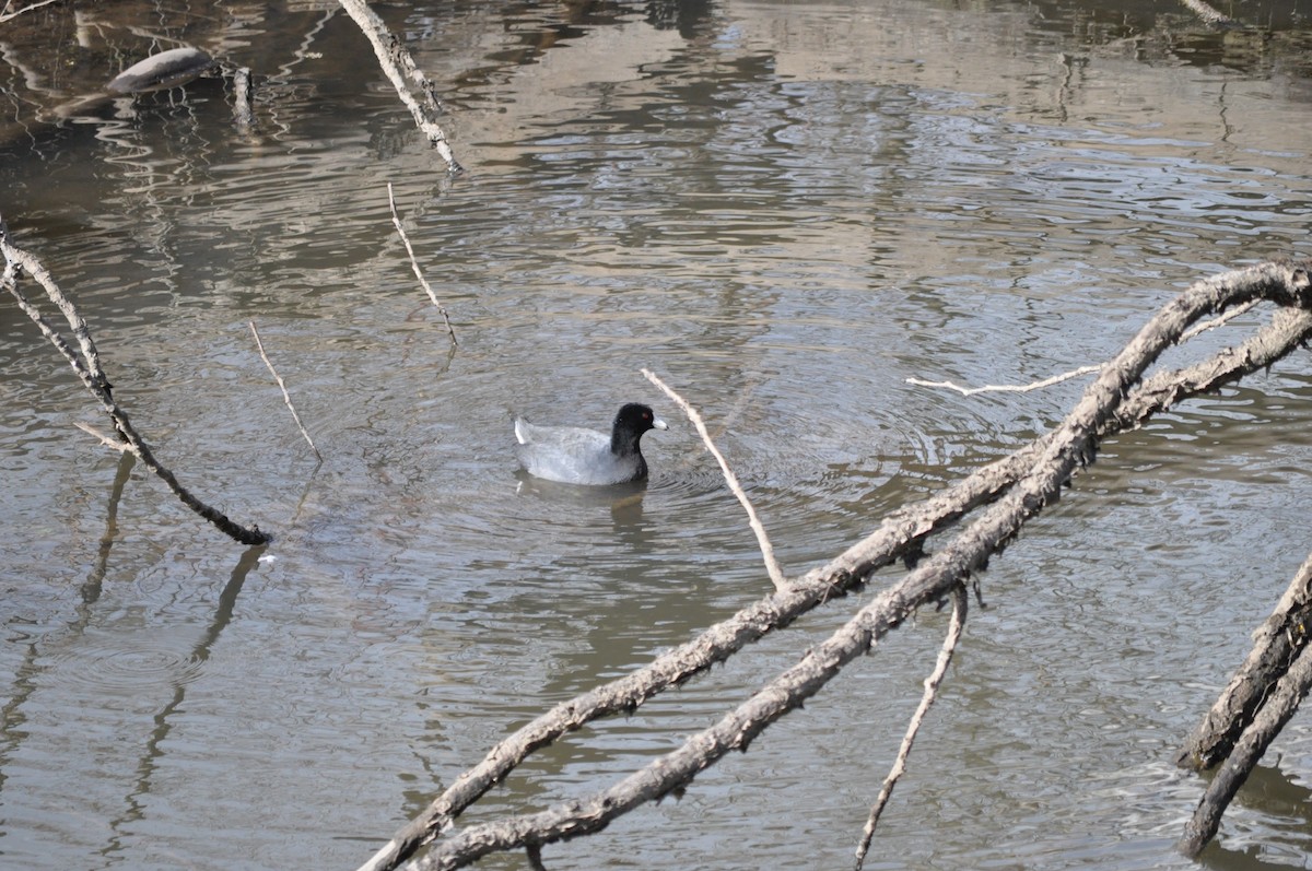 American Coot (Red-shielded) - ML616366941