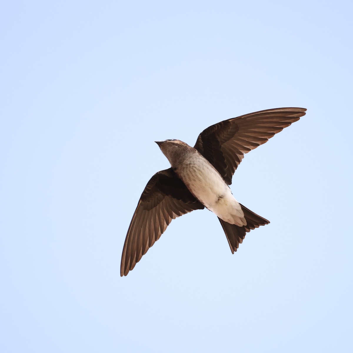 Gray-breasted Martin - ML616367133