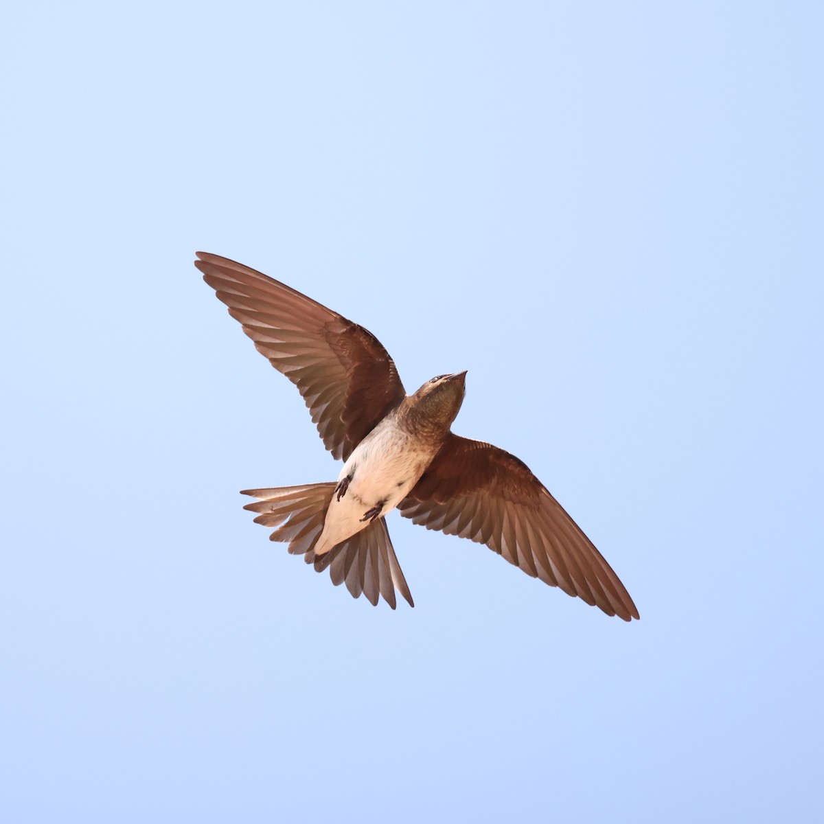 Gray-breasted Martin - ML616367135