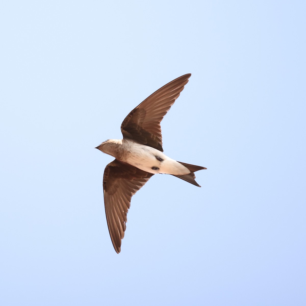 Gray-breasted Martin - ML616367137