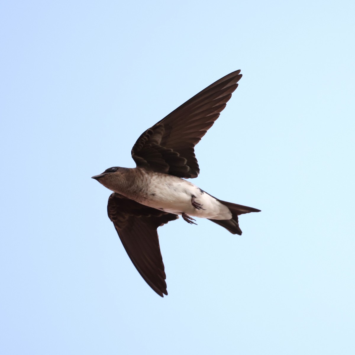 Gray-breasted Martin - ML616367138