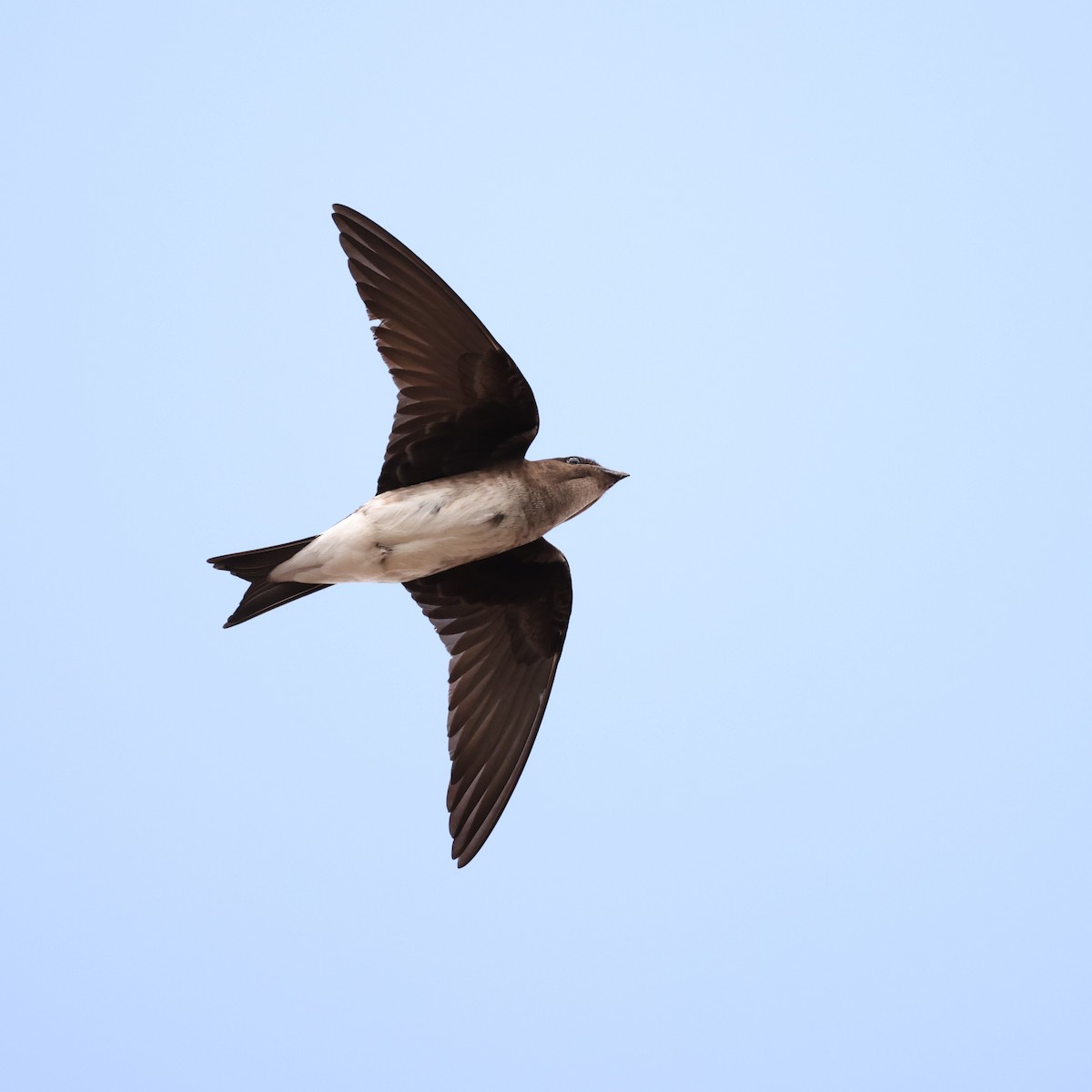 Gray-breasted Martin - ML616367139