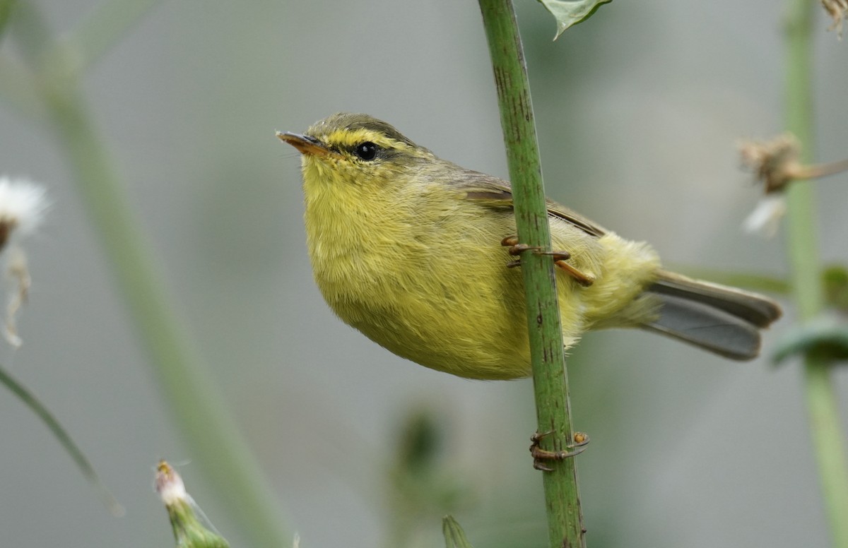 Tickell's Leaf Warbler - Nathanael Poffley