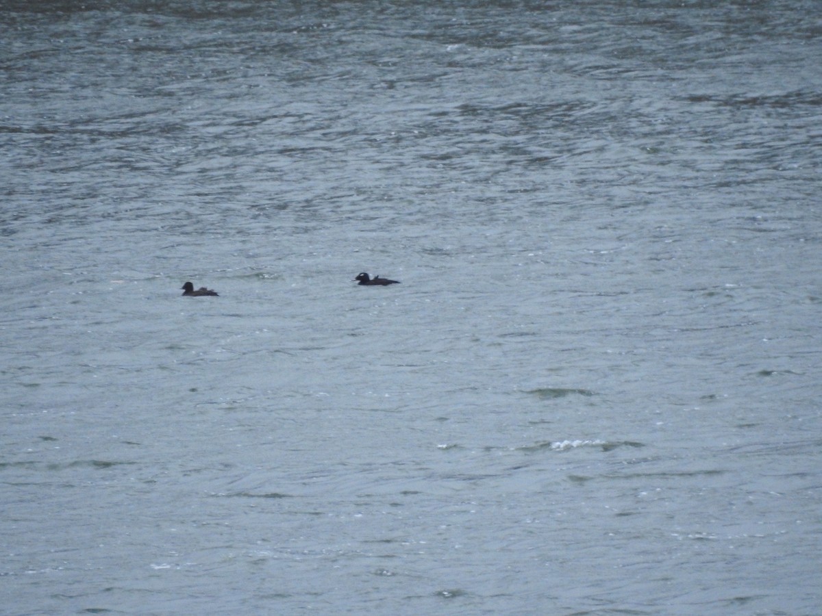 White-winged Scoter - ML616367248