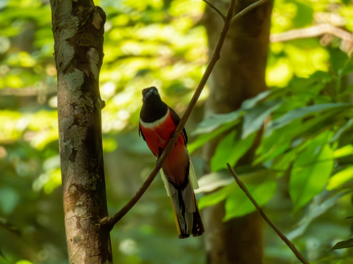 trogon indický - ML616367277