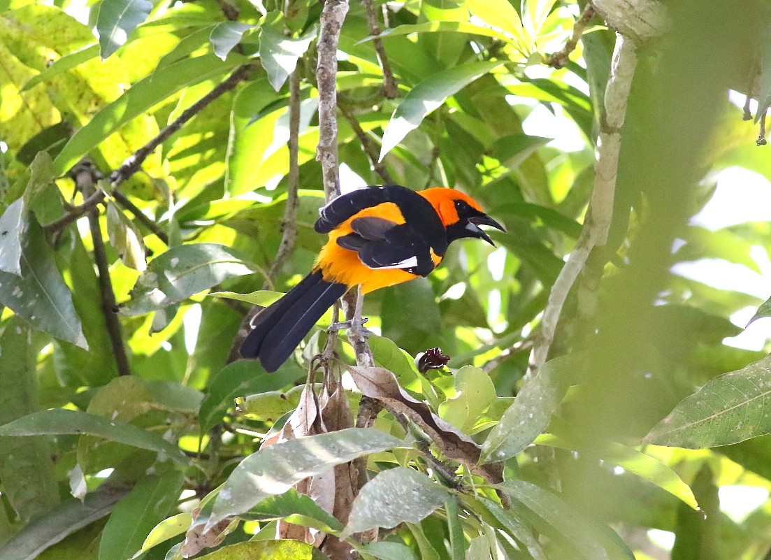 Spot-breasted Oriole - ML616367278