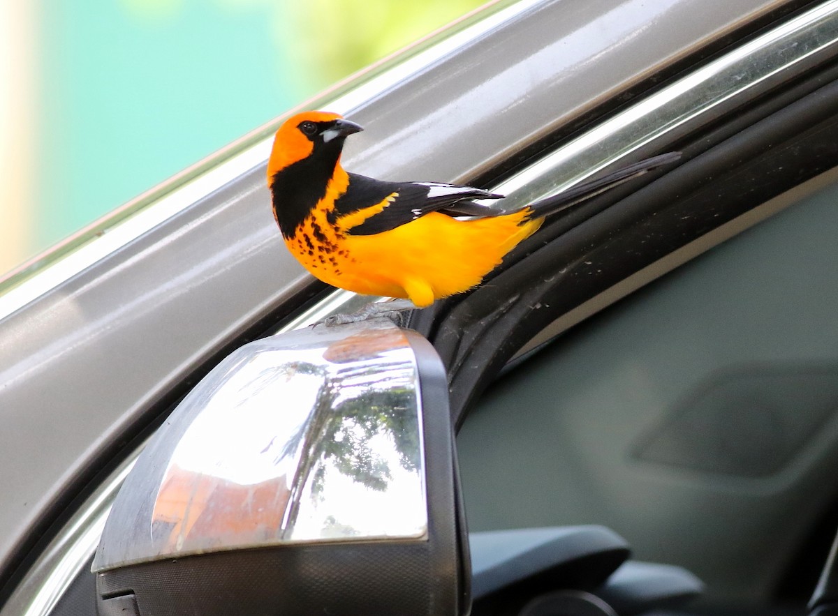 Spot-breasted Oriole - ML616367279