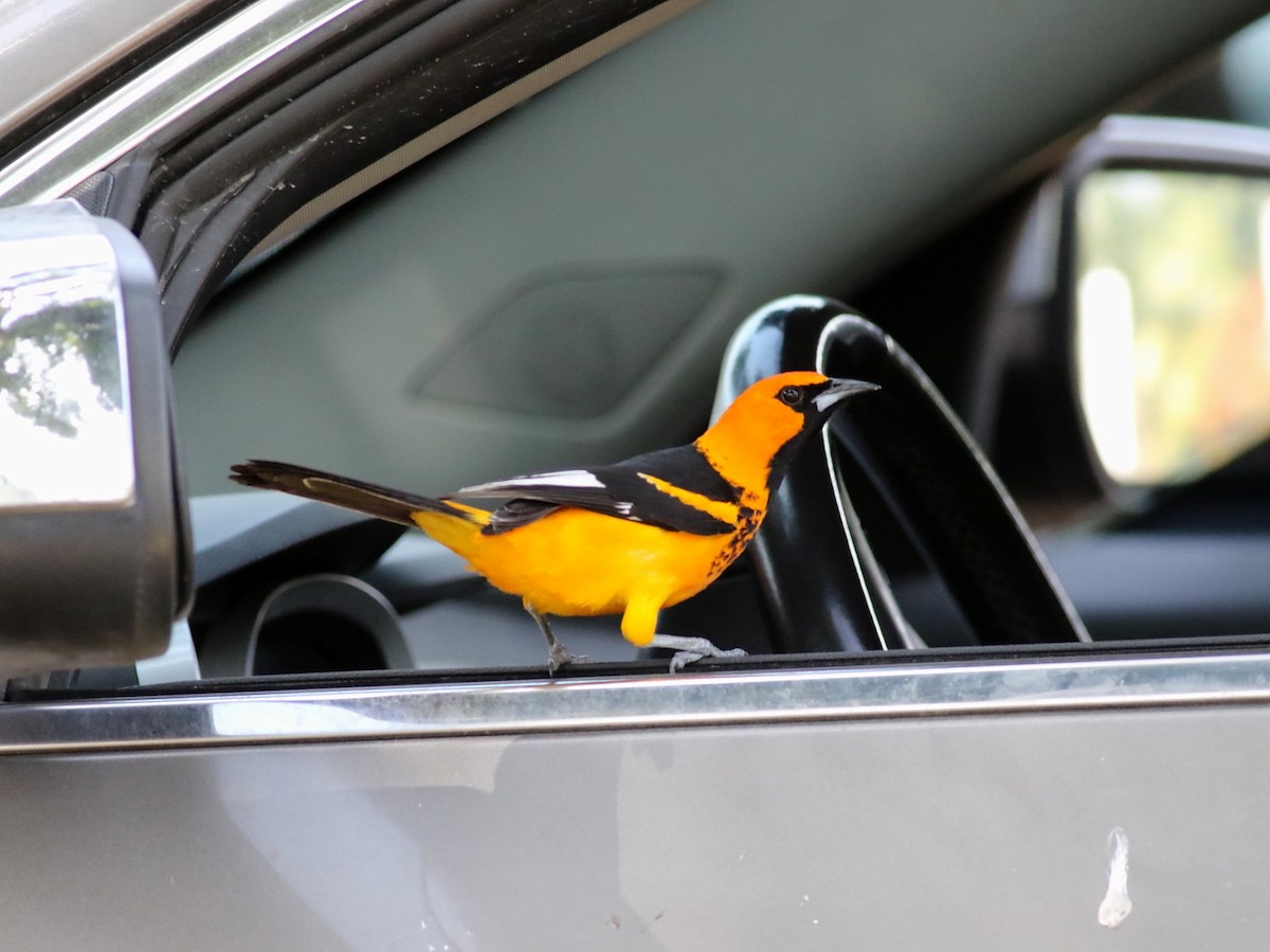 Spot-breasted Oriole - ML616367282
